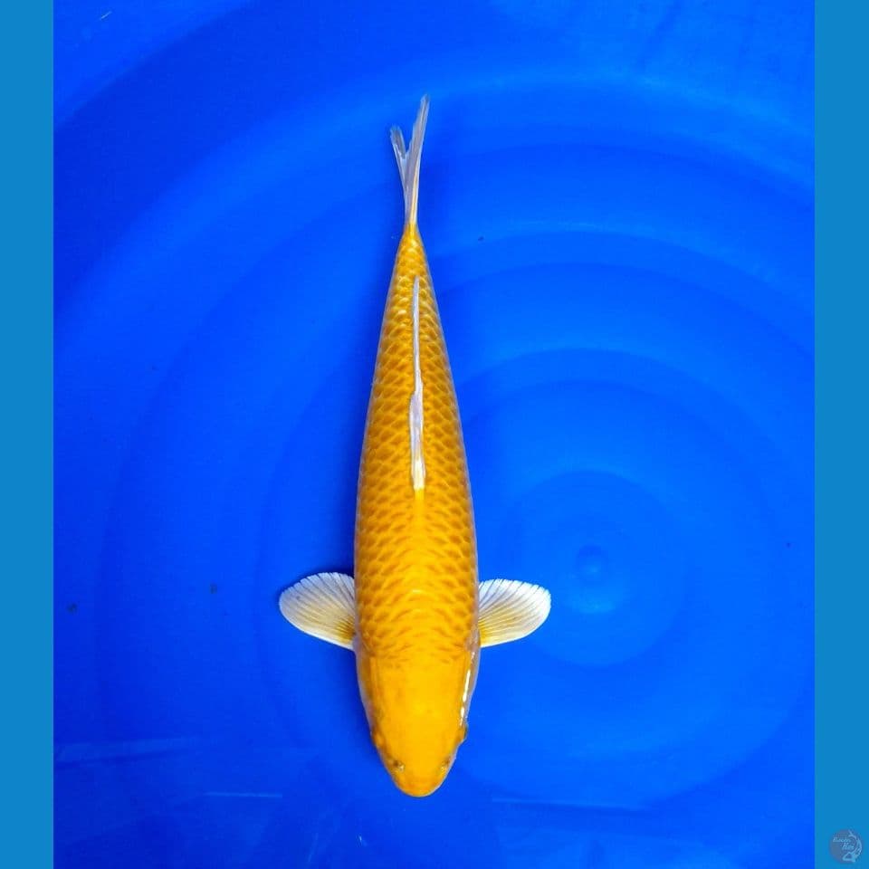 yamabuki ogono 44cm 