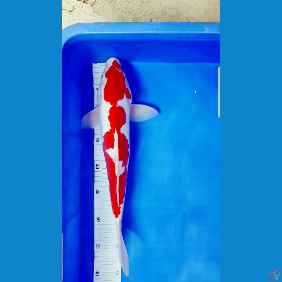 KOHAKU DOITSHU 38 CM (Jantan)