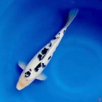 Bekko 33cm