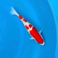 HQ kohaku 25cm