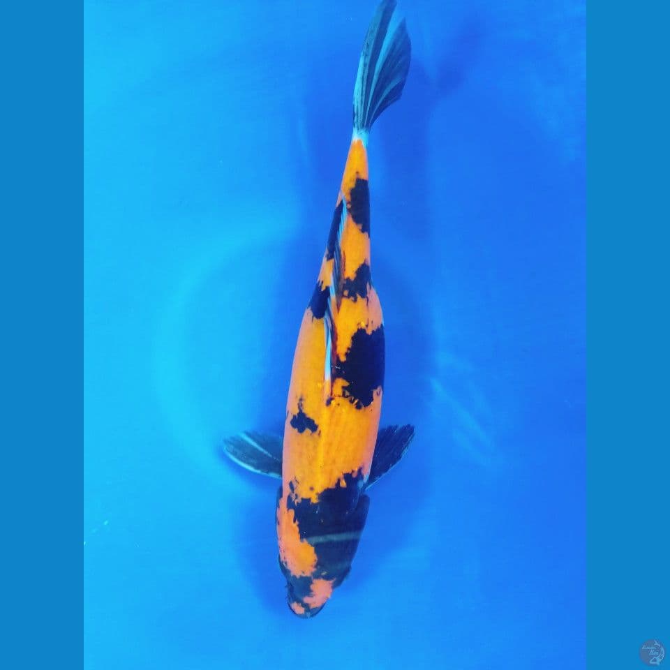 KII SHOWA 35CM