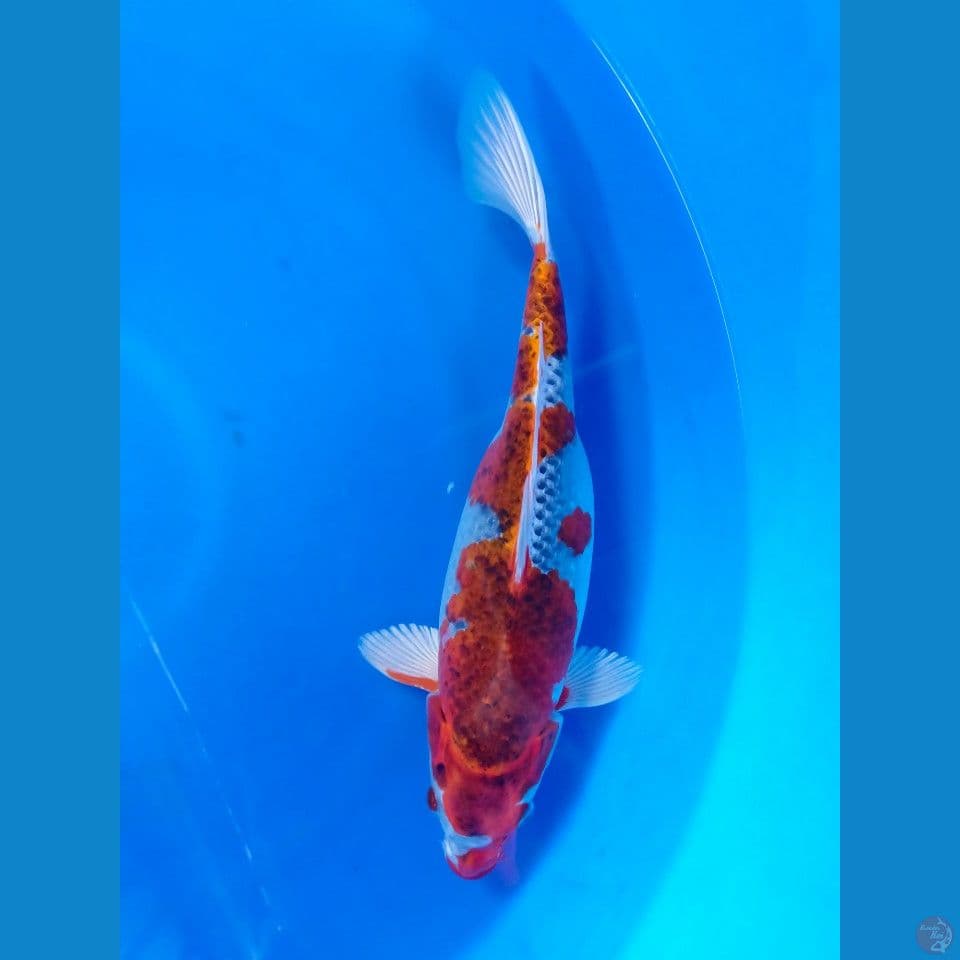 GOSHIKI SIZE31CM