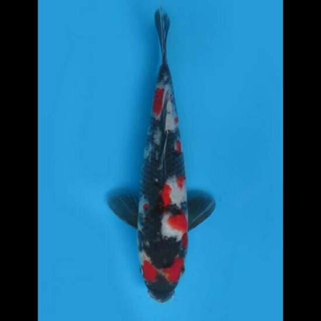 24cm Male - Red Showa Kindai 