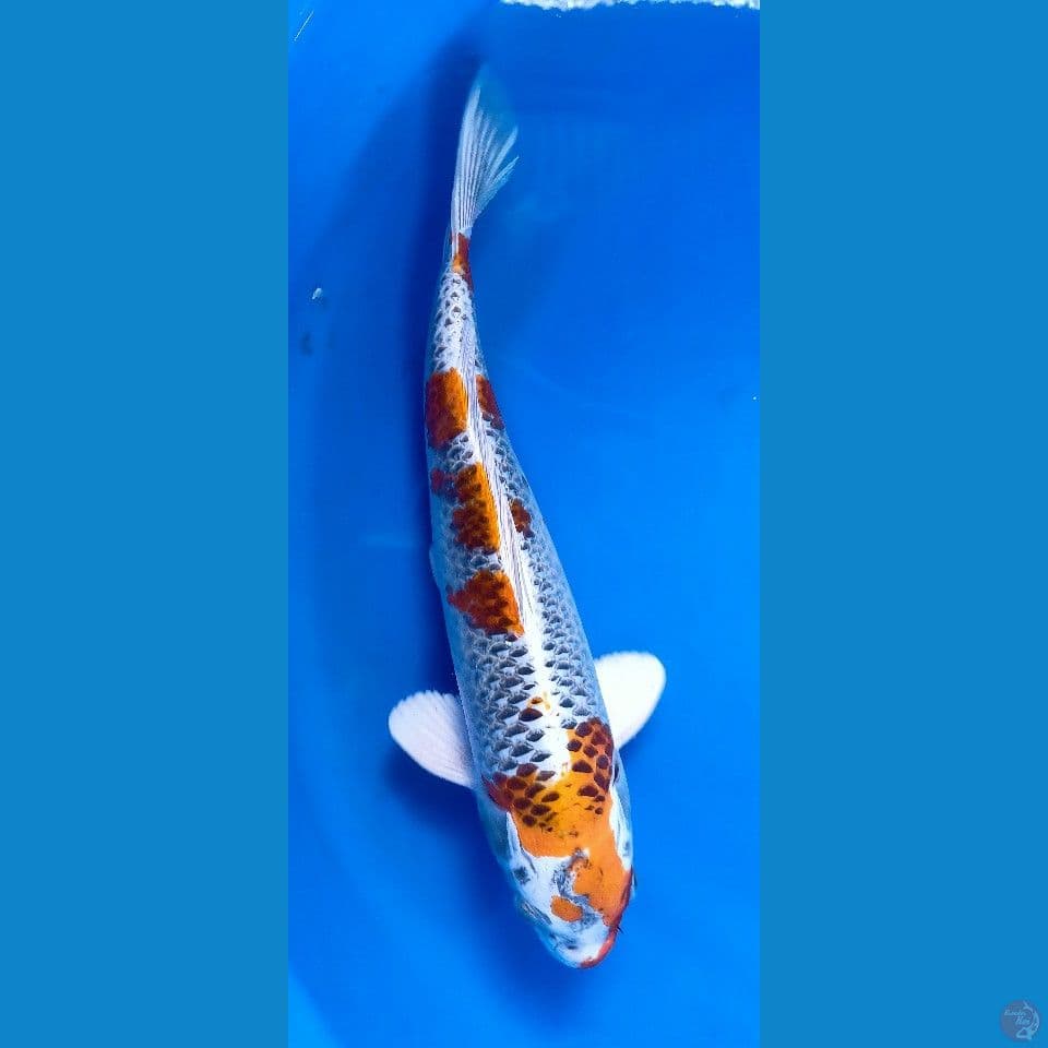 KUJAKU SIZE 35CM