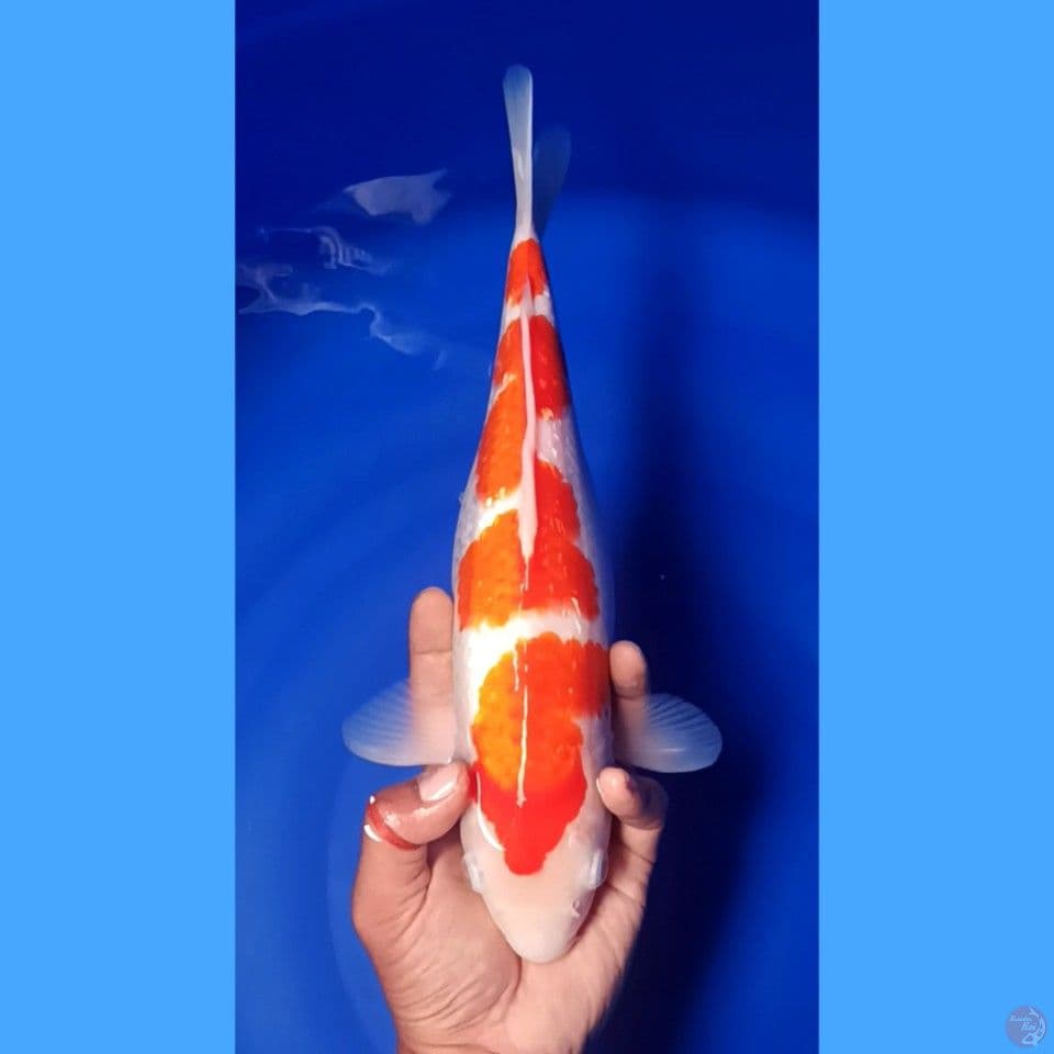 kohaku ginrin 34cm