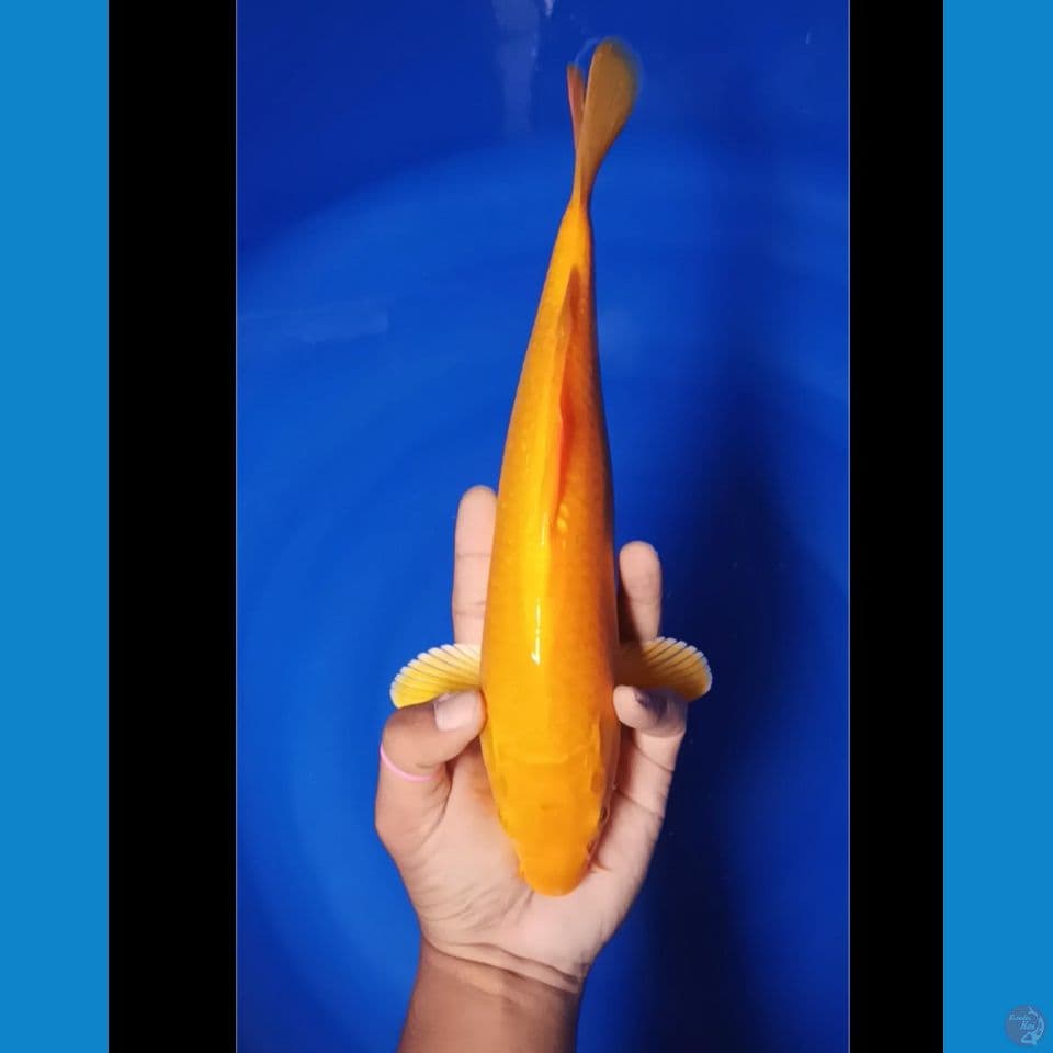 sikuning 32 cm