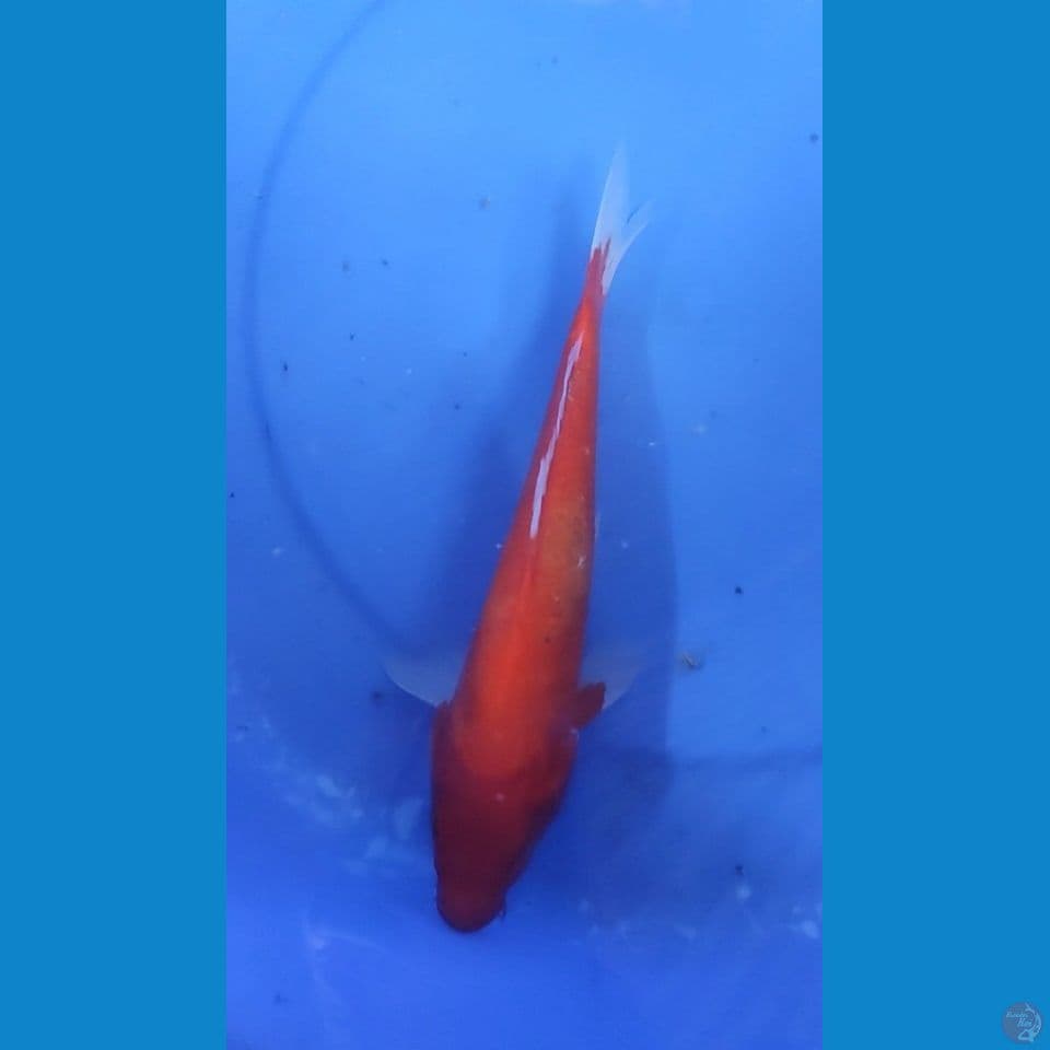 Red Karasyi 27.5 cm Male