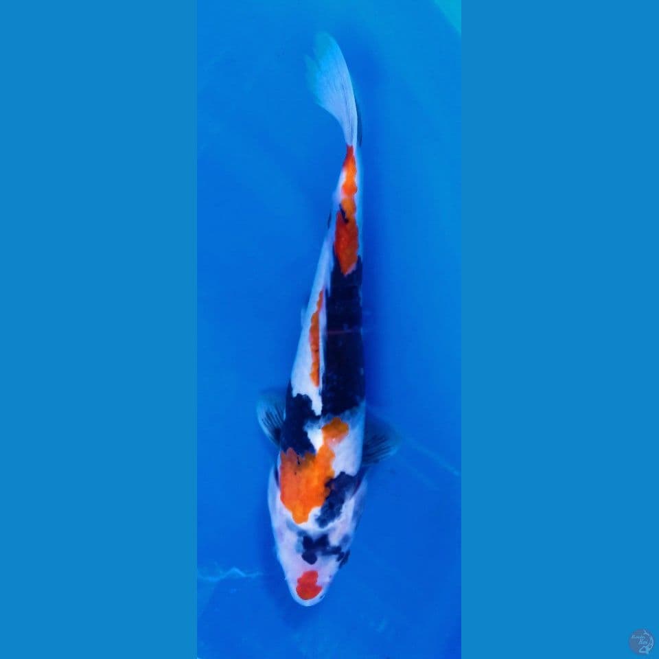 SHOWA 30CM(JANTAN)