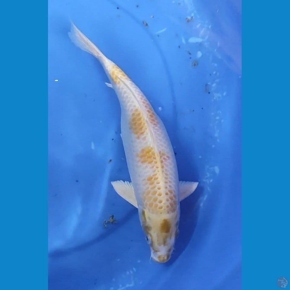 Hariwake 29.5 cm Female 
