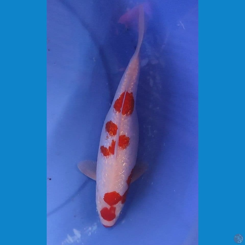 Original kohaku Full Gindrin 30 cm Female 