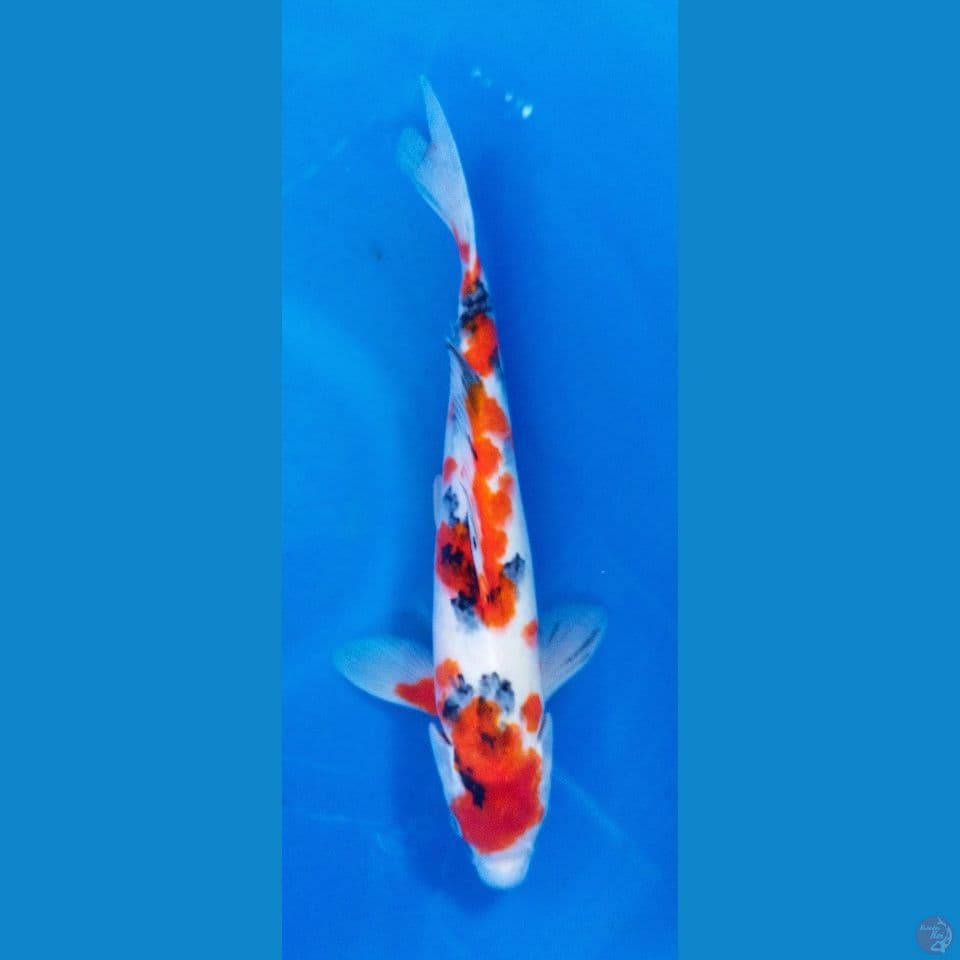 SANKE 33CM(JANTAN)