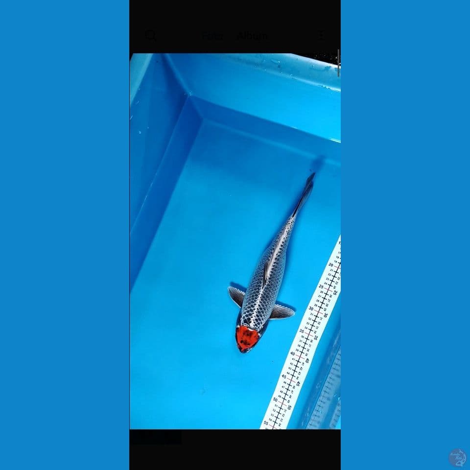 ORIGINAL TANCHO BENIGINGGA 38CM