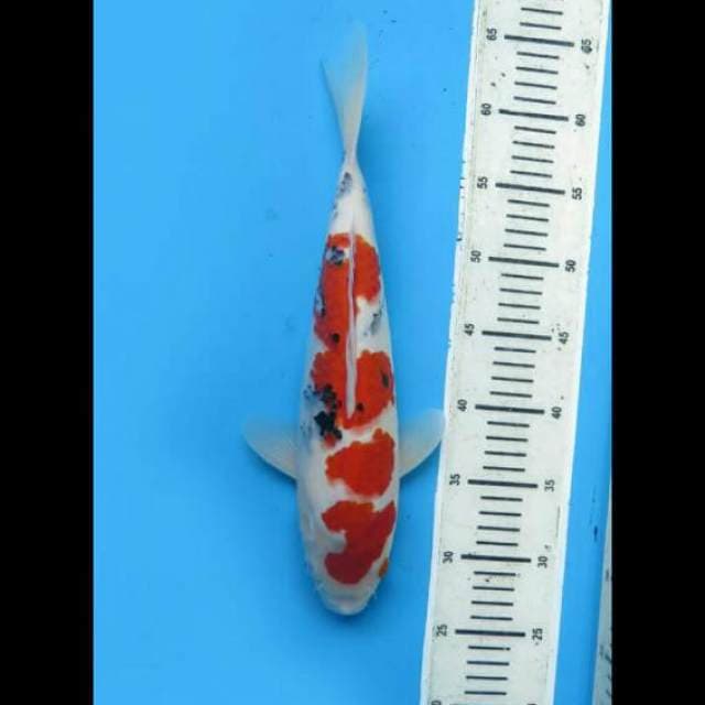 35cm Female - Taisho Sanke SQ 