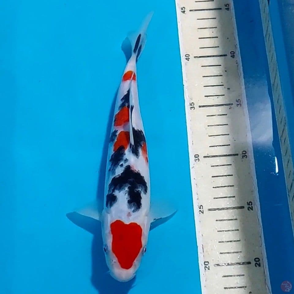 Sanke 25 cm 