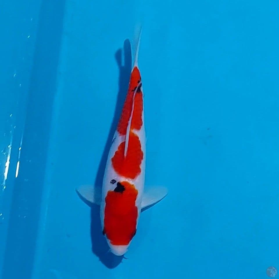 SANKE 22 CM