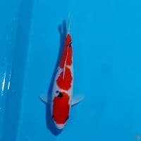 SANKE 22 CM