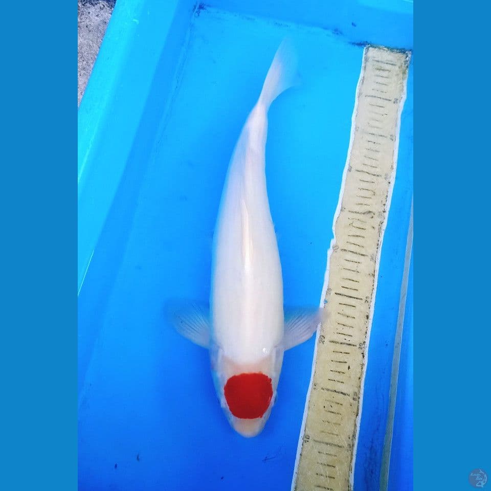 45cm  tancho kohaku orie jantan 