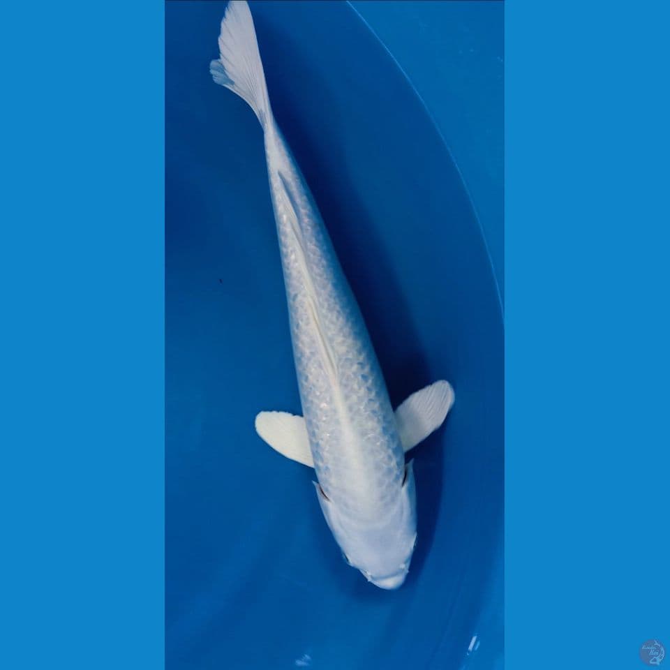 PLATINUM GINDRIN 37CM(JANTAN)