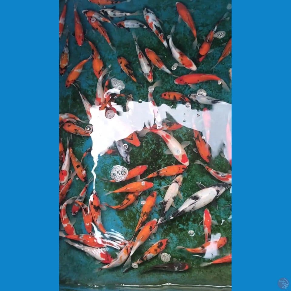 Showa Shiro Mix 15-24cm 70ekor