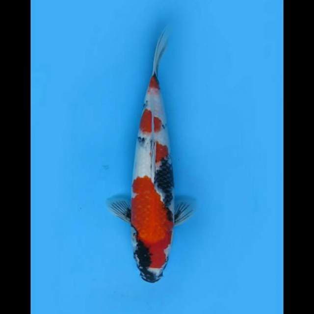42cm Female - Kindai Showa Original 