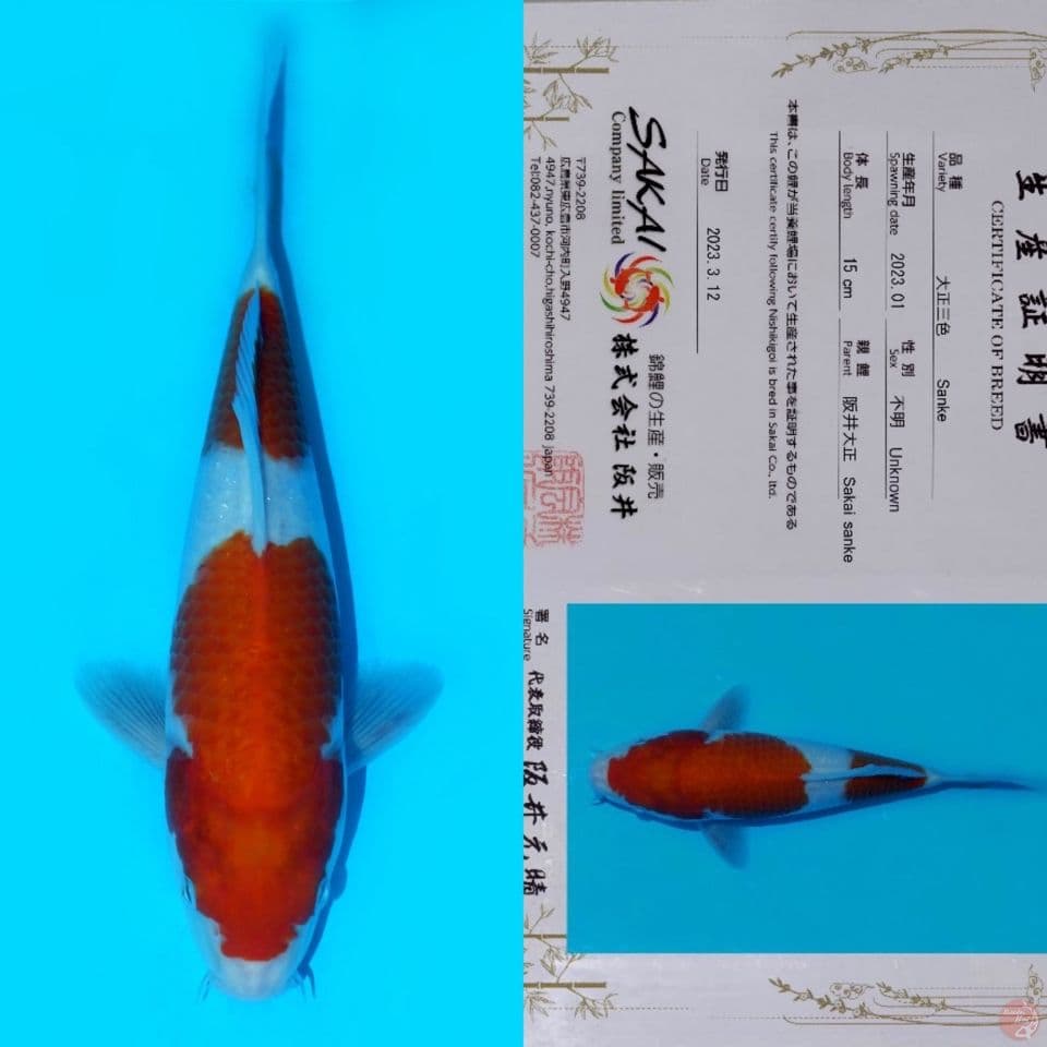 SAKAI NIDAN KOHAKU HQ 24CM