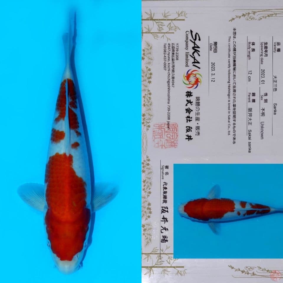 SAKAI SANDAN KOHAKU HQ 24CM
