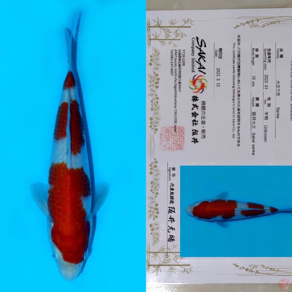SAKAI SANDAN KOHAKU HQ 21CM