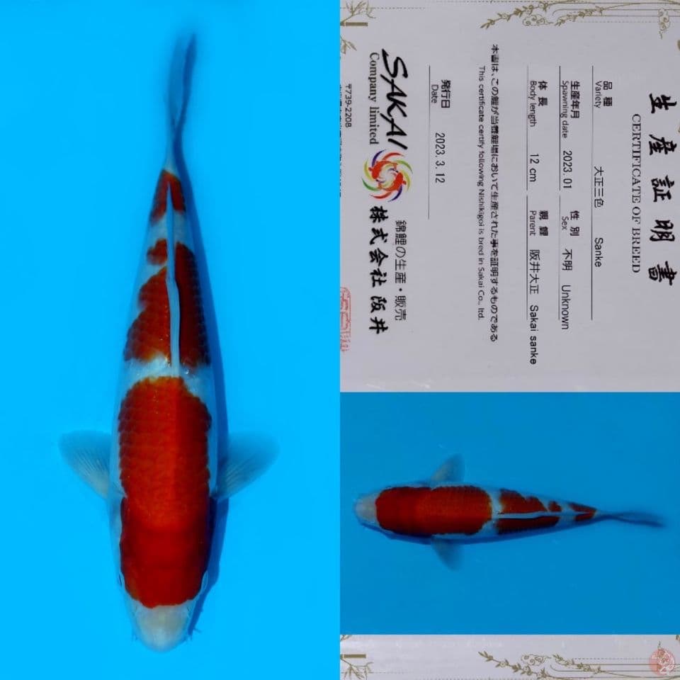 SAKAI SANDAN KOHAKU HQ 24CM