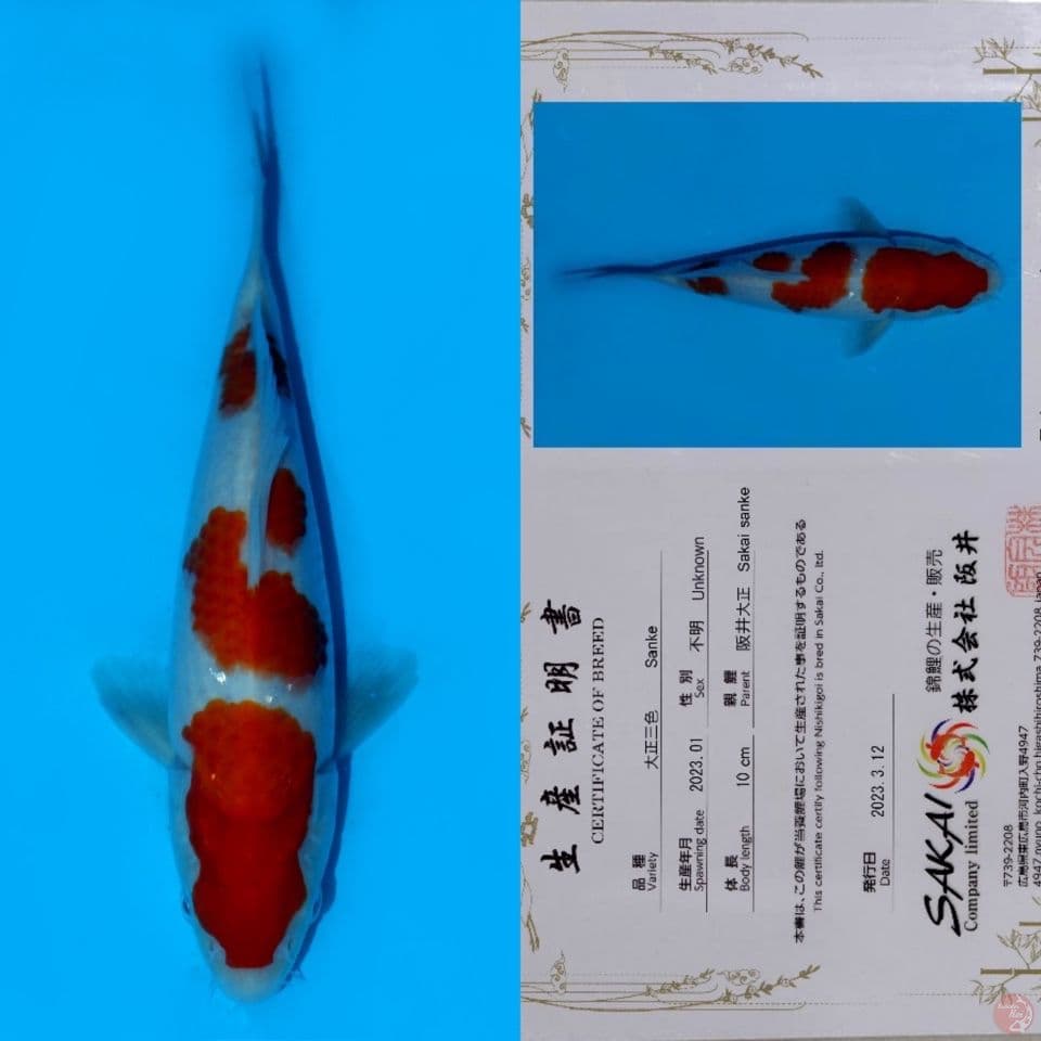 SAKAI SANDAN KOHAKU HQ 20CM