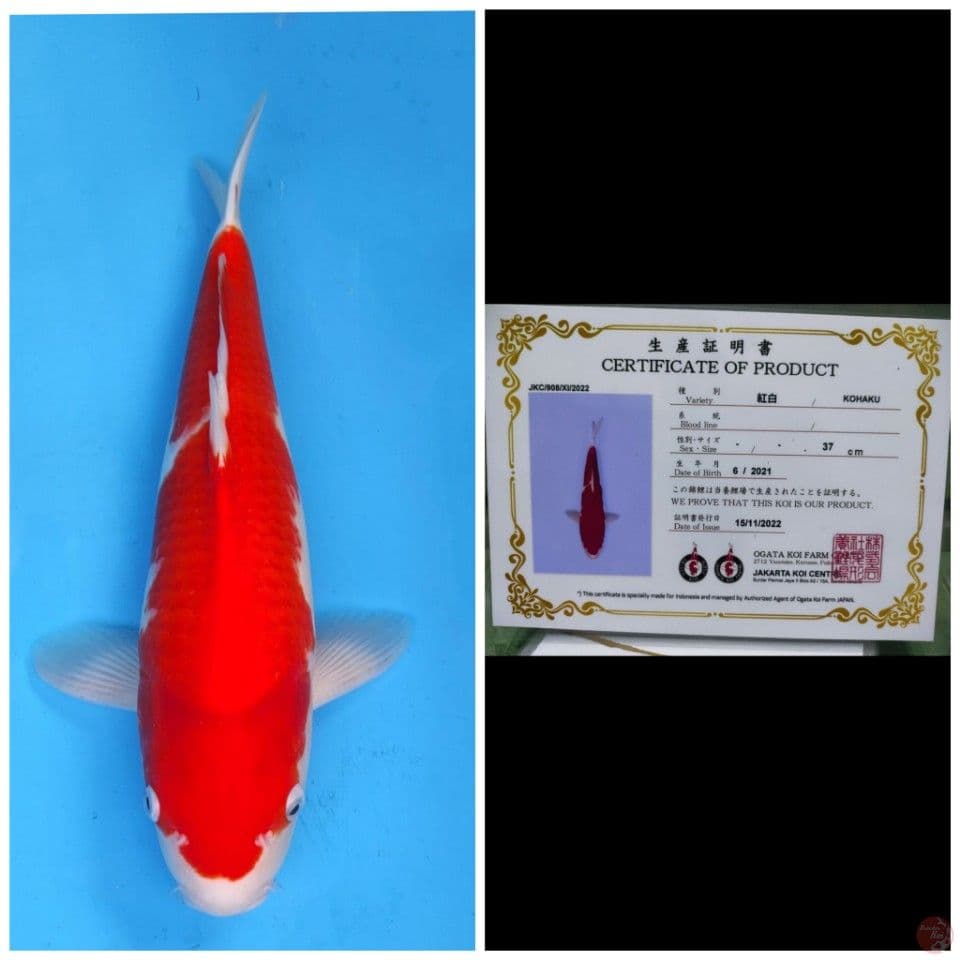 Ogata Kohaku