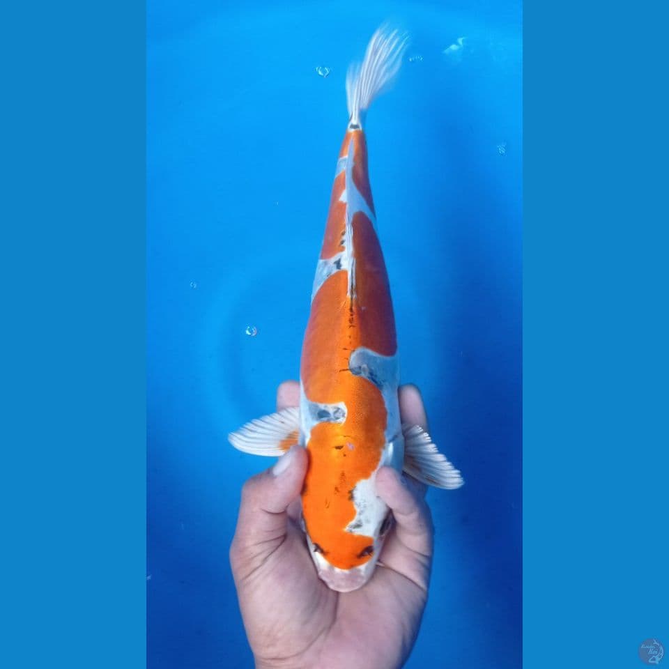 inazuma kiko 37cm
