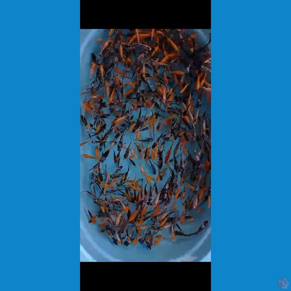 600EKOR BIBITAN MIX 10-12CM