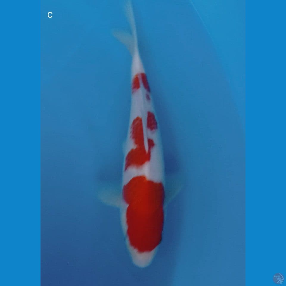 kohaku 28cm
