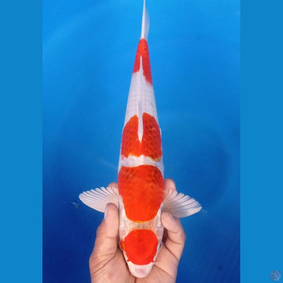 aigoromo hikary 37cm