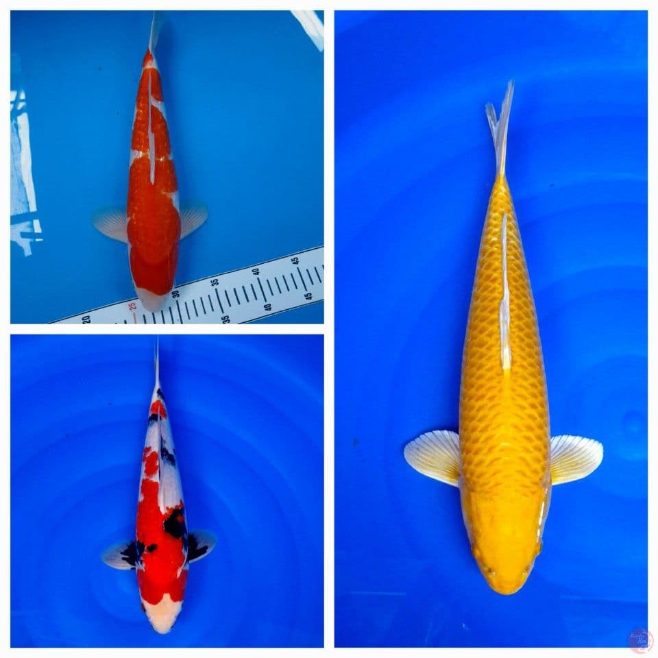 39,40,44cm 