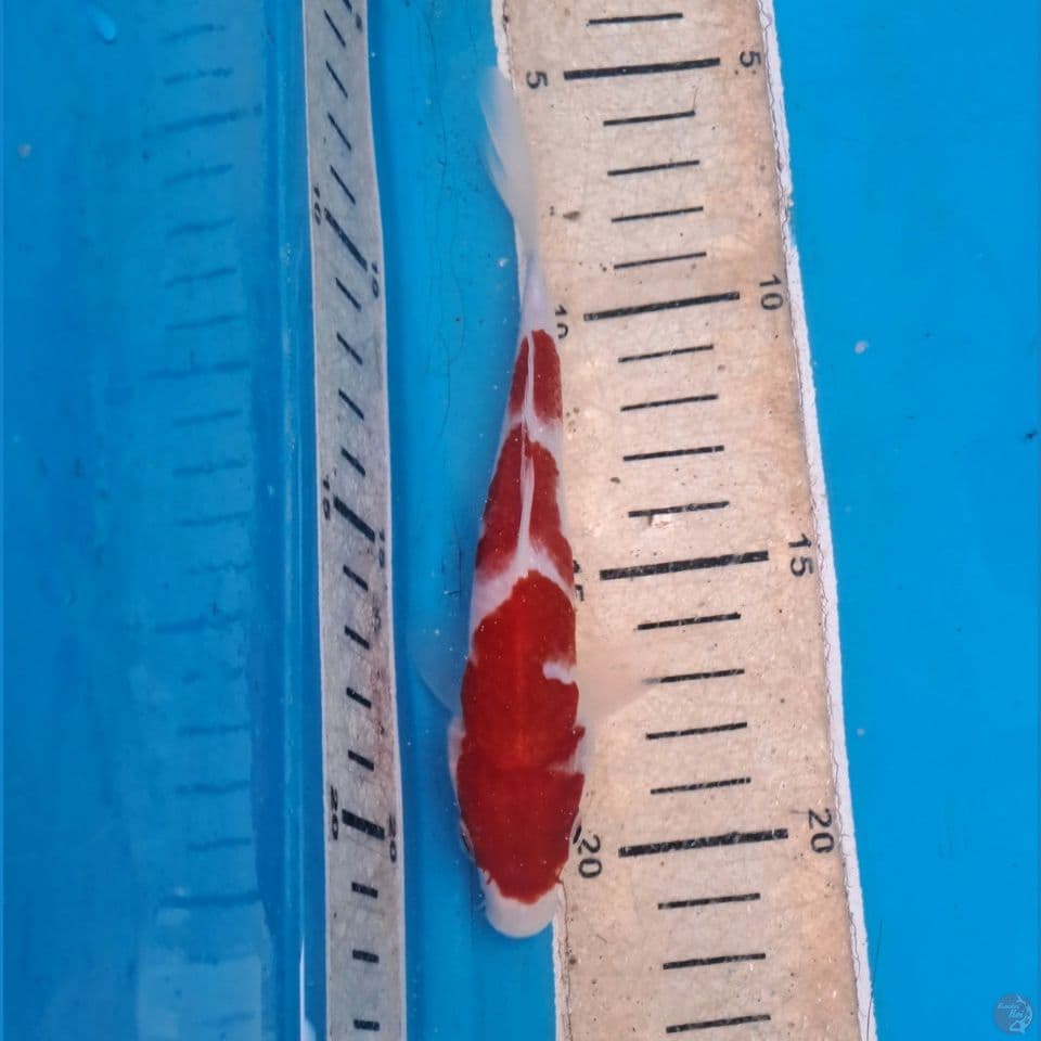 kohaku sisik 15cm merah darah