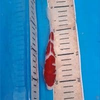 kohaku sisik 15cm merah darah
