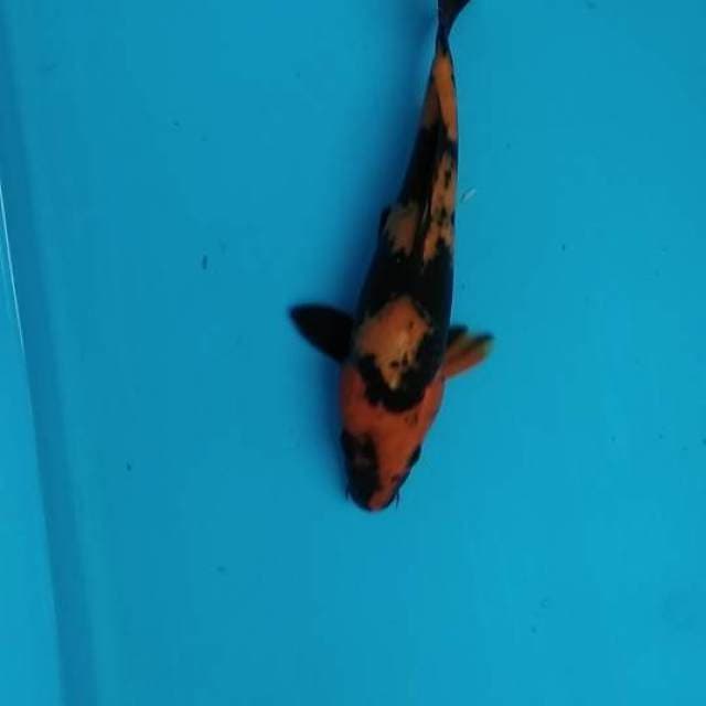Hi utsuri