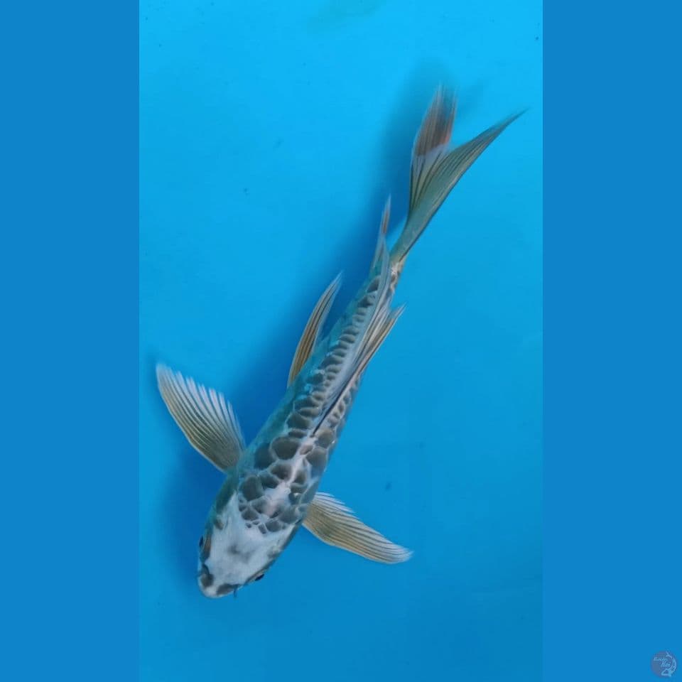 KUMPAY ARAGOKE ANTIK 21CM(HQ)