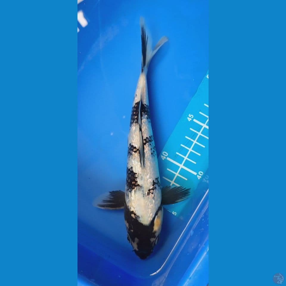 shiro Ginrin 22cm