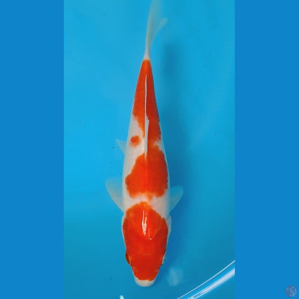 kohaku 20cm