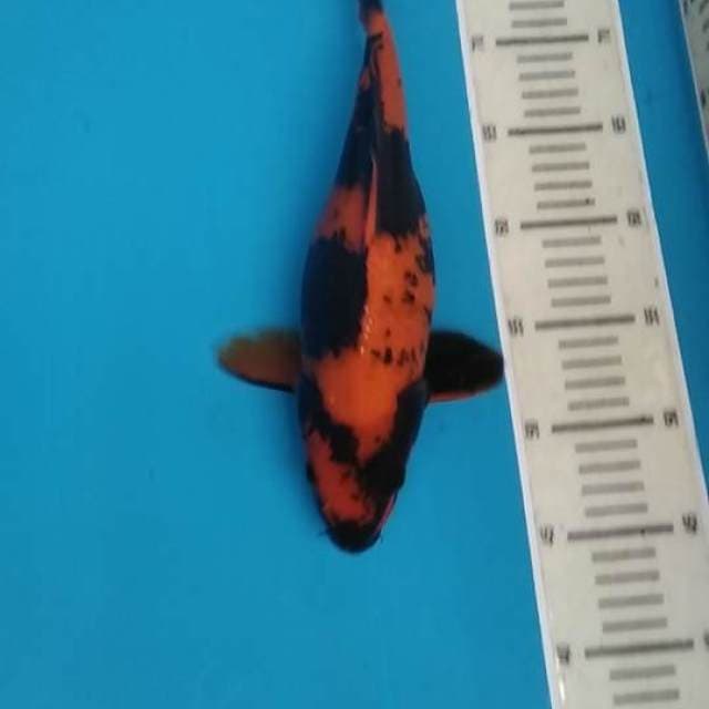 Hi utsuri