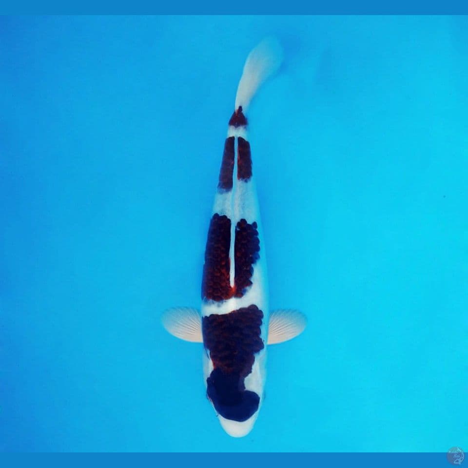 BANZAI 8 ~ Budo Goromo 30 cm/male™,-