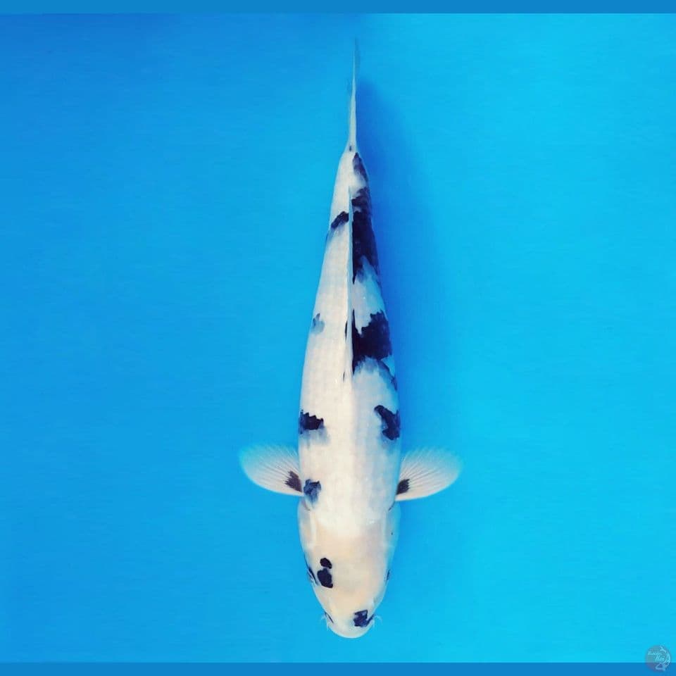 BANZAI 9 ~ Shiro Nekko 41 cm/male™,-