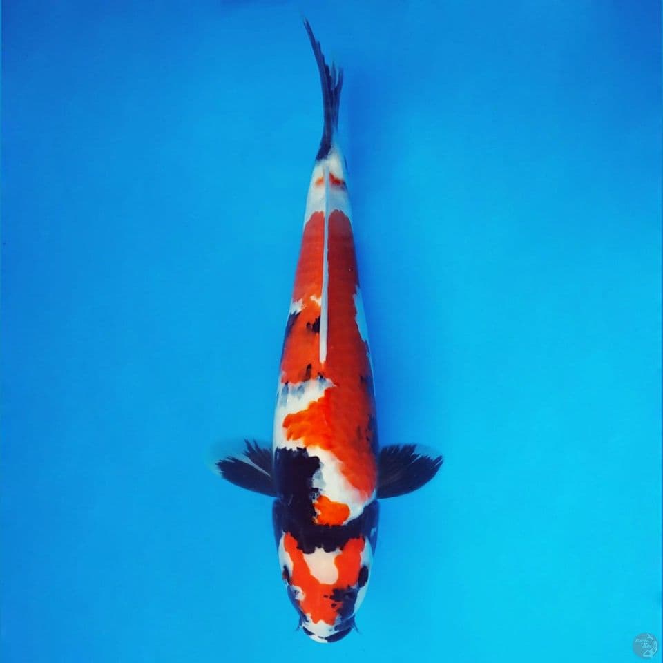 BANZAI 11 ~ Showa Evolution 36 cm/male™,-