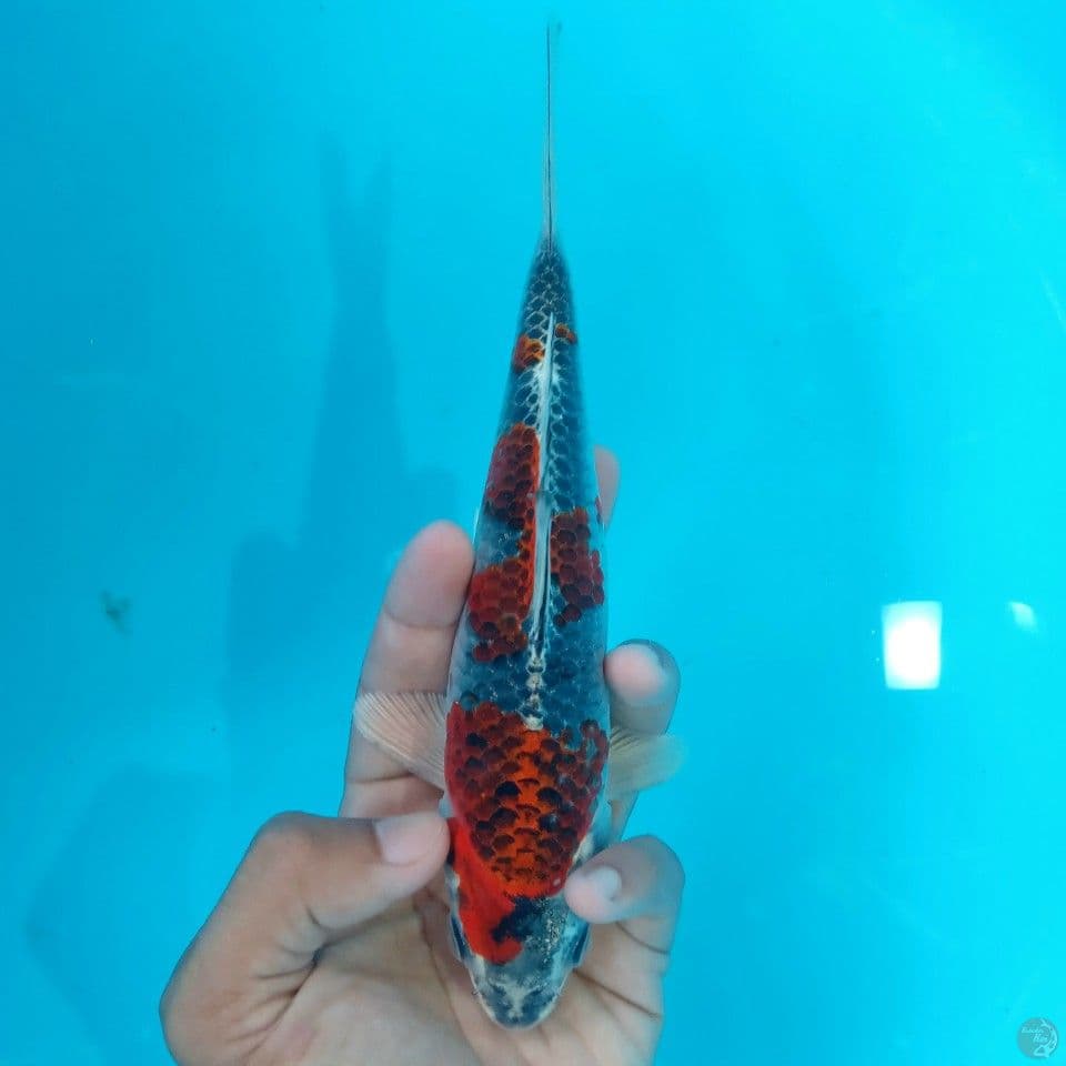 BENI GINGGA RED BLOOD 20CM