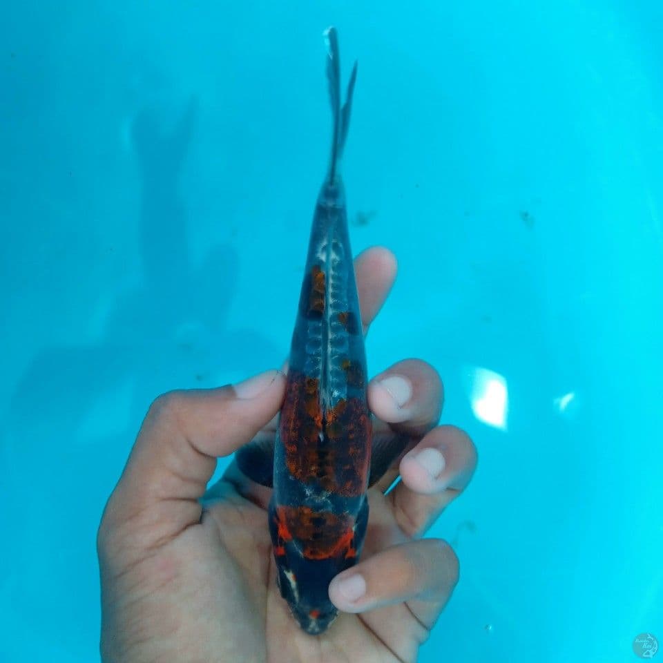 BENI KIKO 17CM