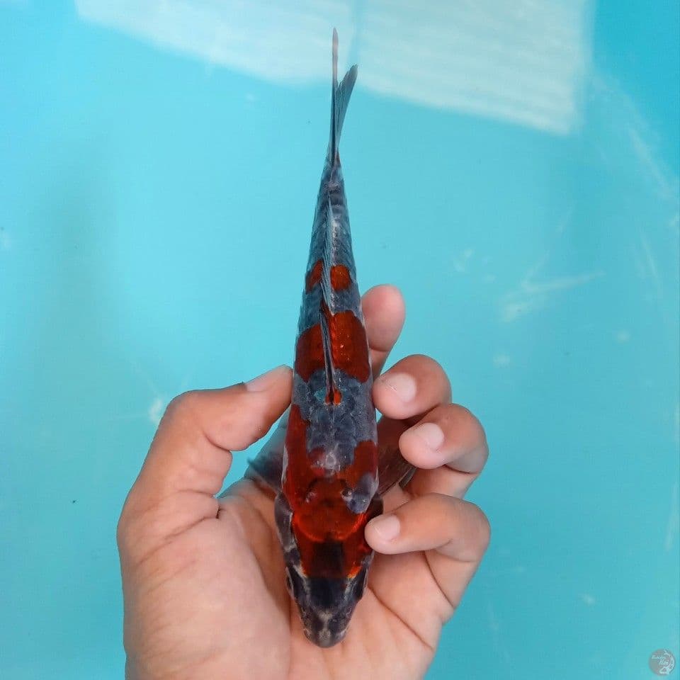 NAGA AIR 17CM