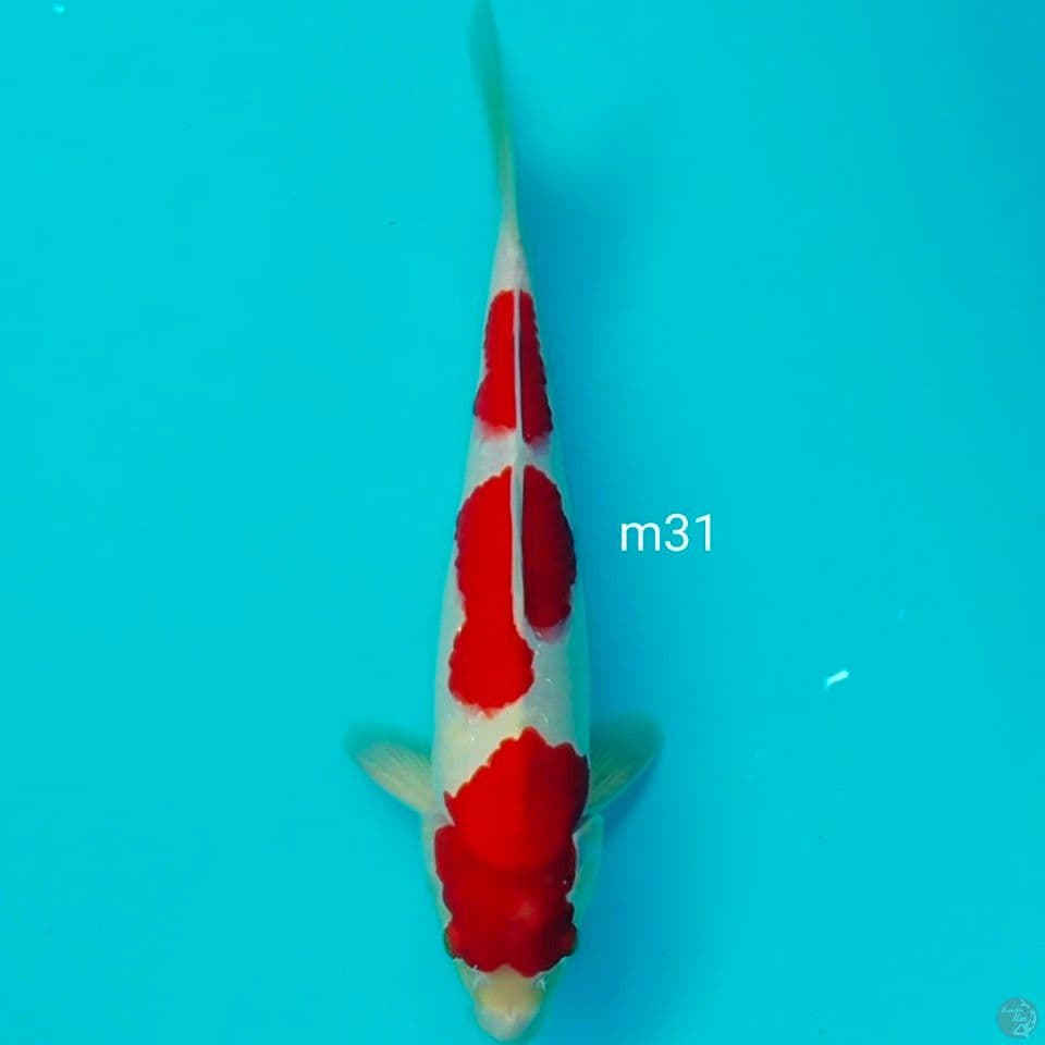 jantan 31cm setrong