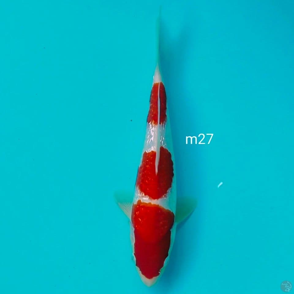 jantan 27cm halus